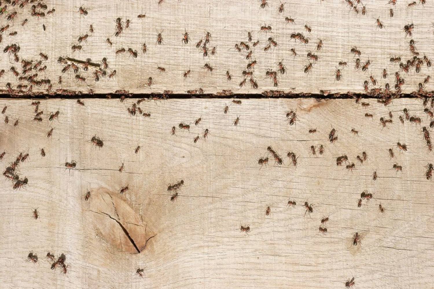 Маленькие муравьи на кухне