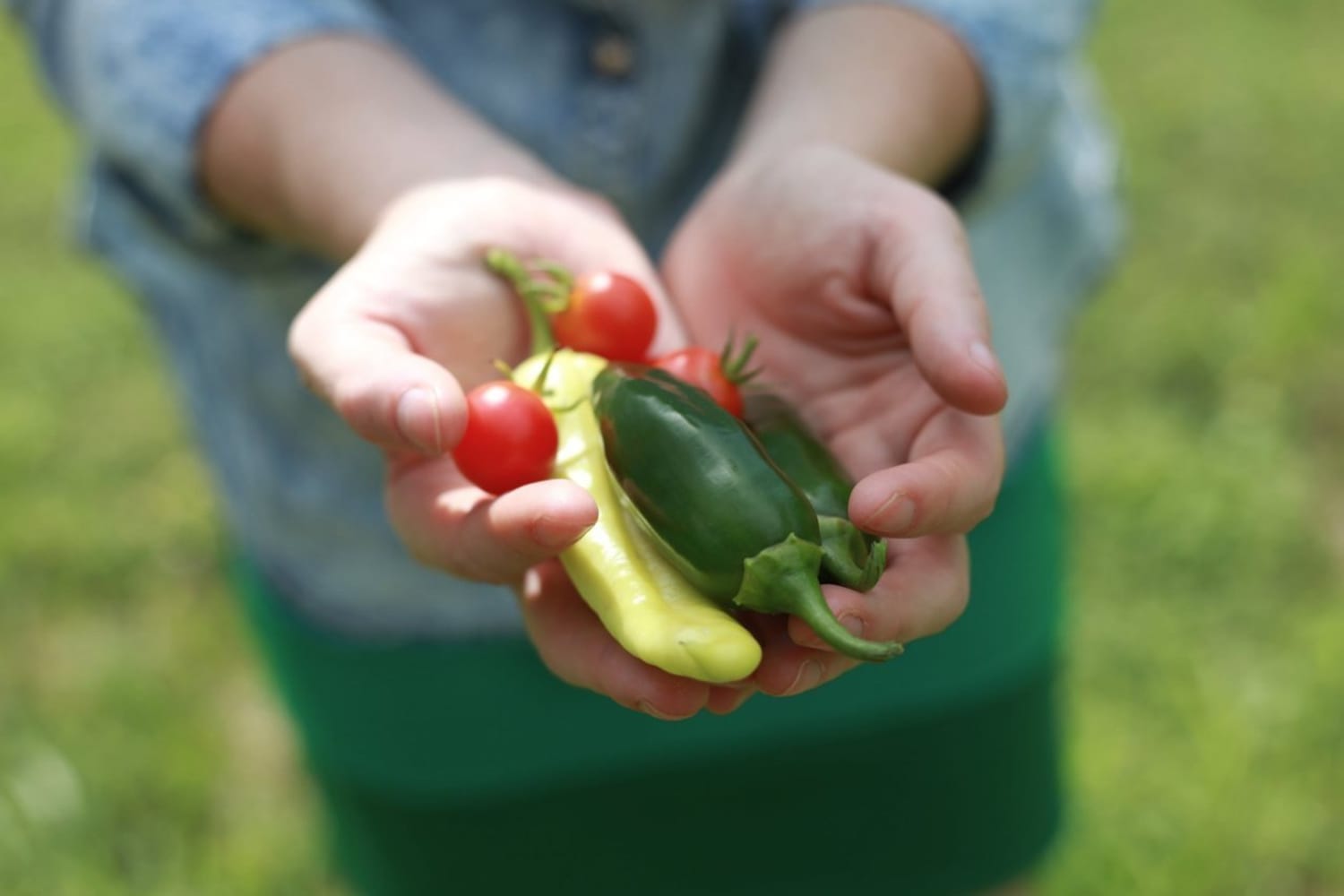 The Best Foods to Grow in a Small Container Garden Apartment Therapy