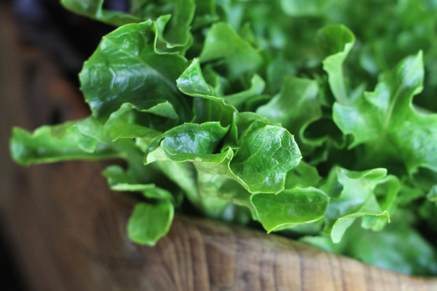 How To Grow Baby Lettuce (It’s Easier Than You Think!) Apartment Therapy