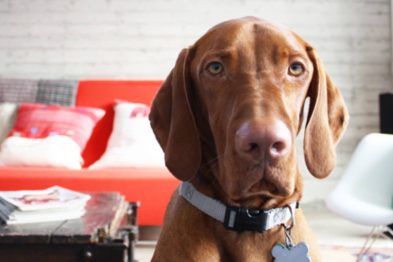 Neighbor Favors Tips to Help Keep Your Dog From Barking When You Are