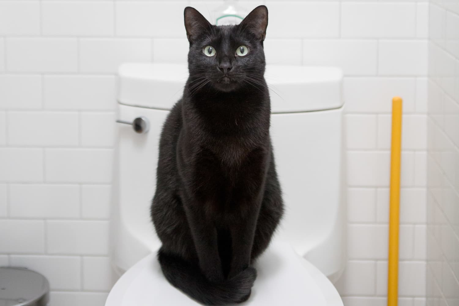 DesignFriendly Litter Boxes for Every Style Apartment Therapy