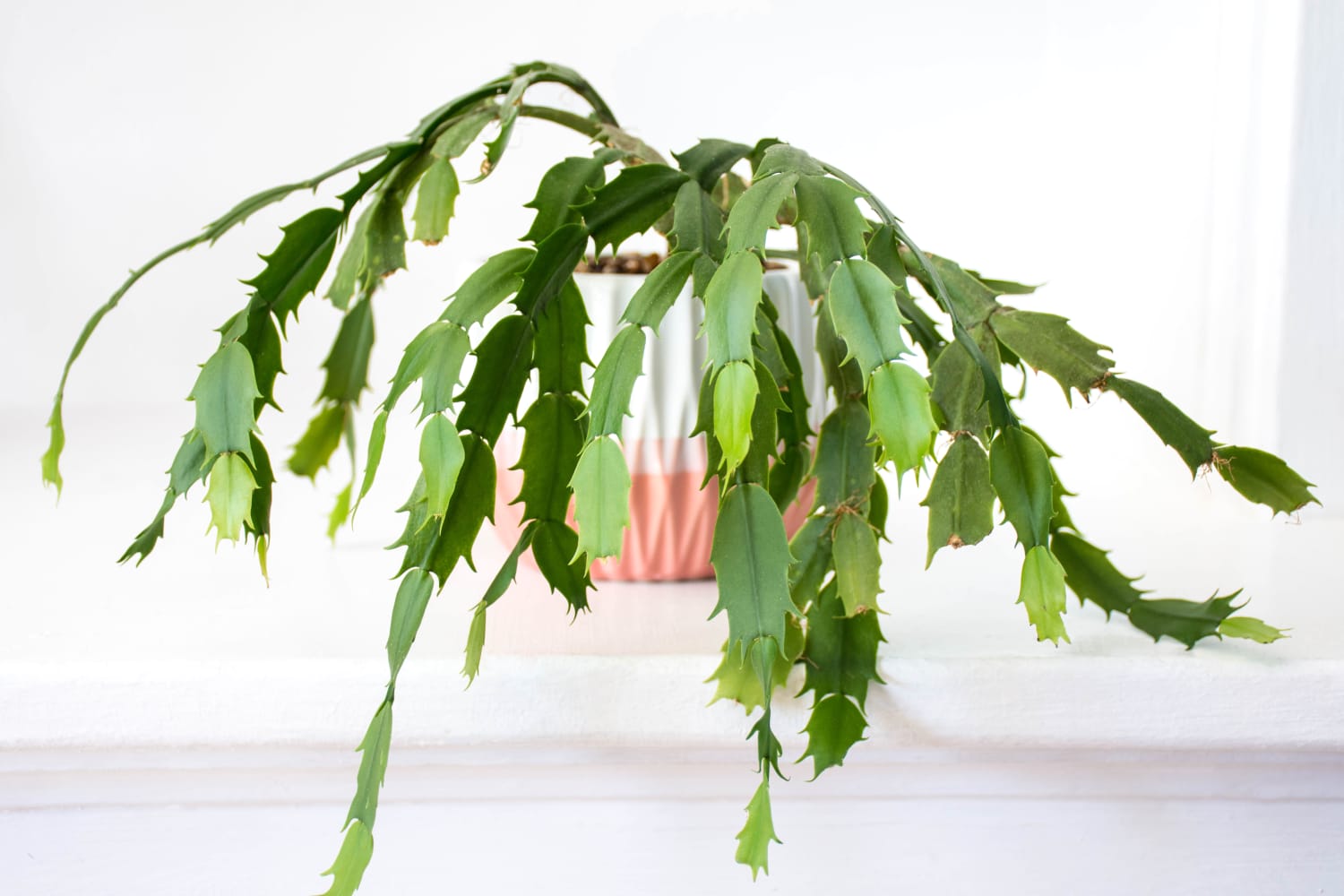 Christmas Cactus Care How to Grow & Maintain Christmas Cactuses