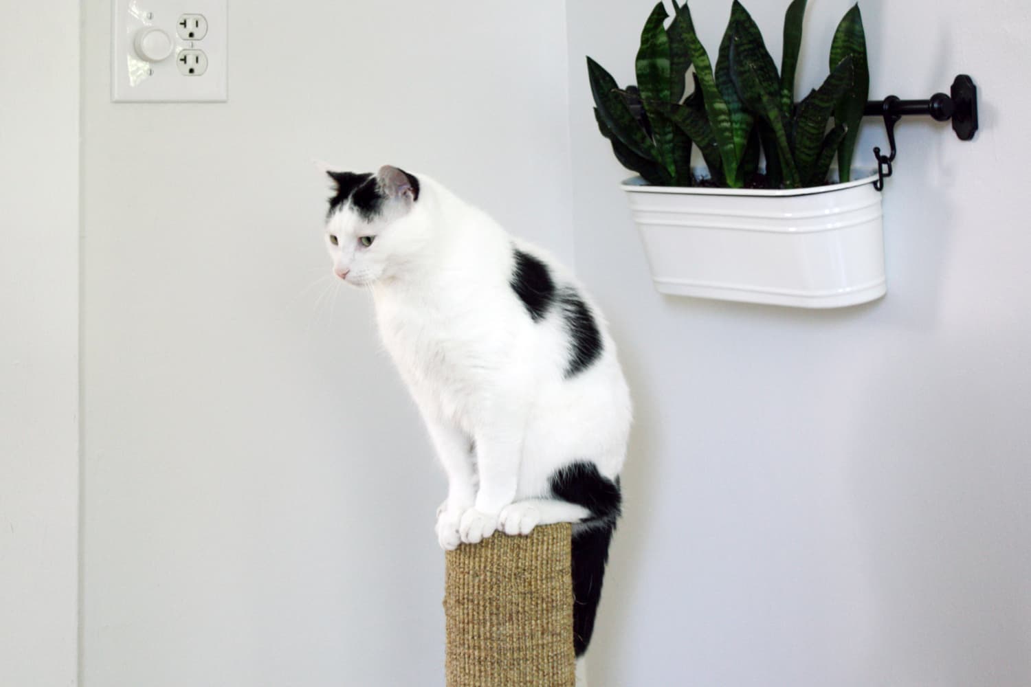 DIY Recipe for All Natural Cat Repellant Plant Spray Apartment Therapy