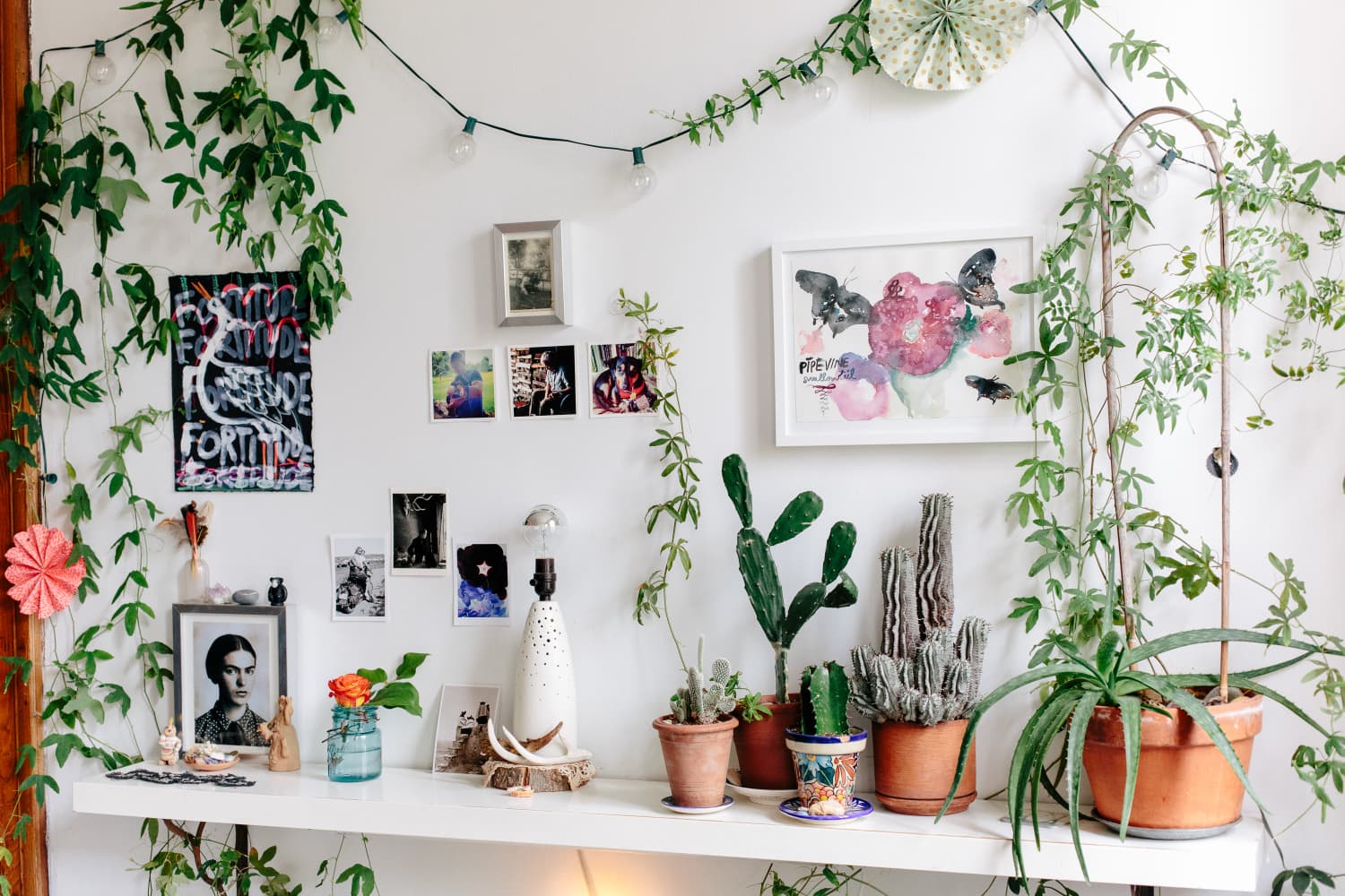 House Plants: Common Ways to Kill Your Potted Friends | Apartment Therapy