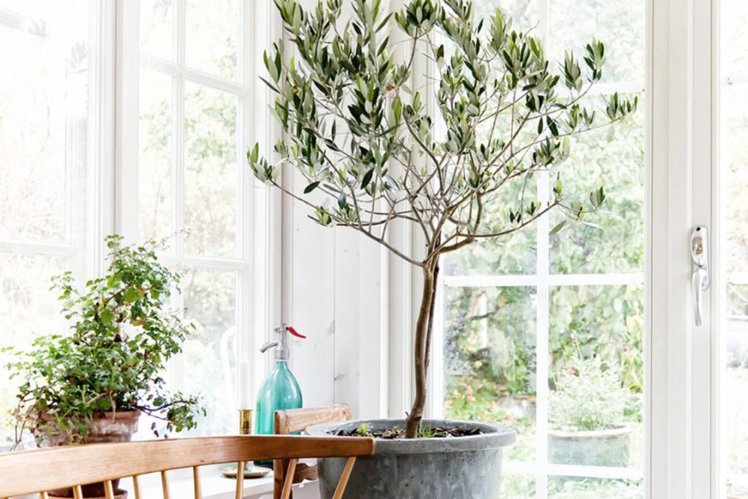 Olive Tree Indoor Care How to Grow Olive Trees Indoors Apartment