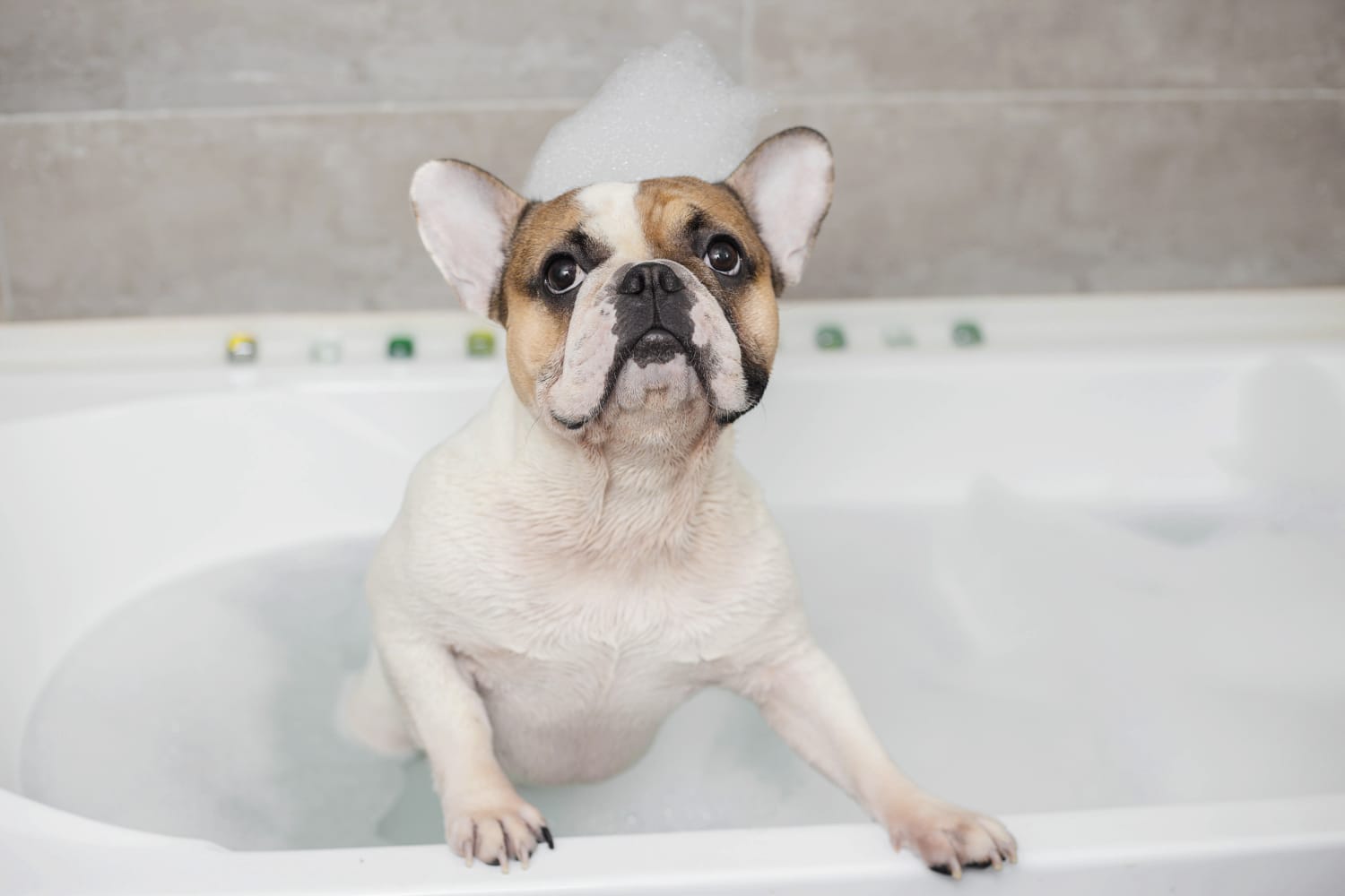 Bissell’s Newest Vacuum Gives Your Dog a Mess-Free Bath | Apartment Therapy