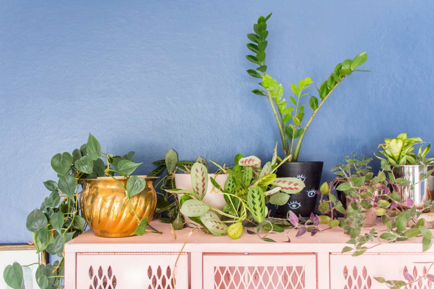 ZZ Plant Care How to Grow & Maintain ZZ Plants Apartment Therapy