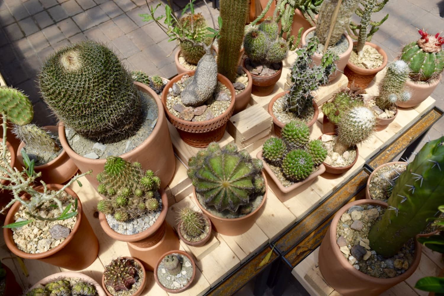 LA’s Famed Cactus Store Brings The Desert To New York This Summer