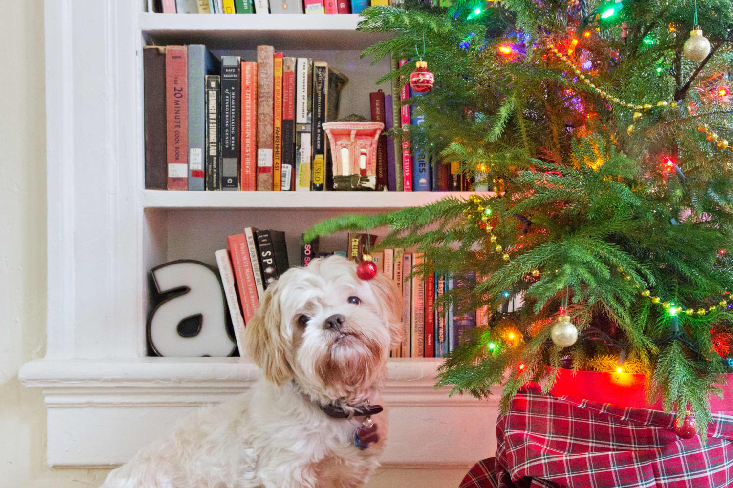 norfolk-island-pine-small-space-christmas-tree-apartment-therapy