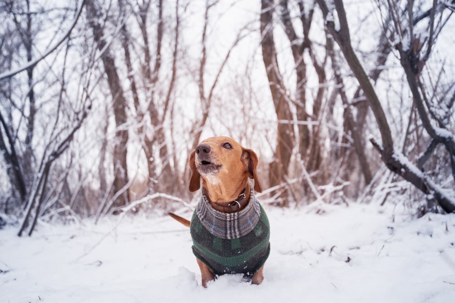 How To Protect Dogs Extreme Cold Weather Apartment Therapy