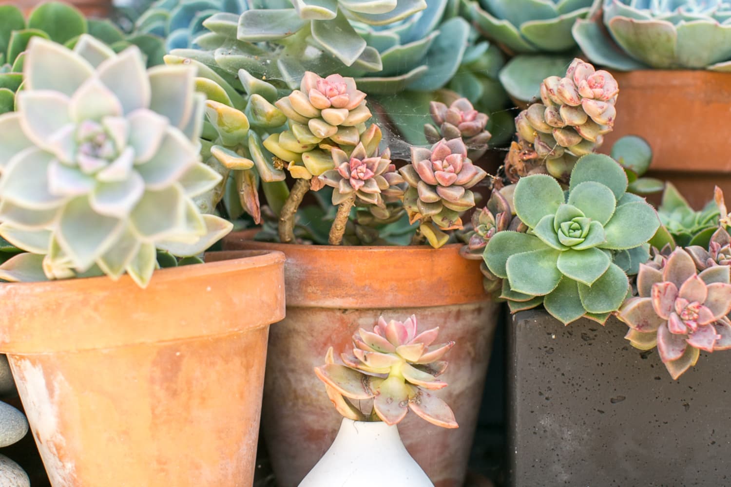 Amazon Prime Deal Succulent Plant Sale Apartment Therapy