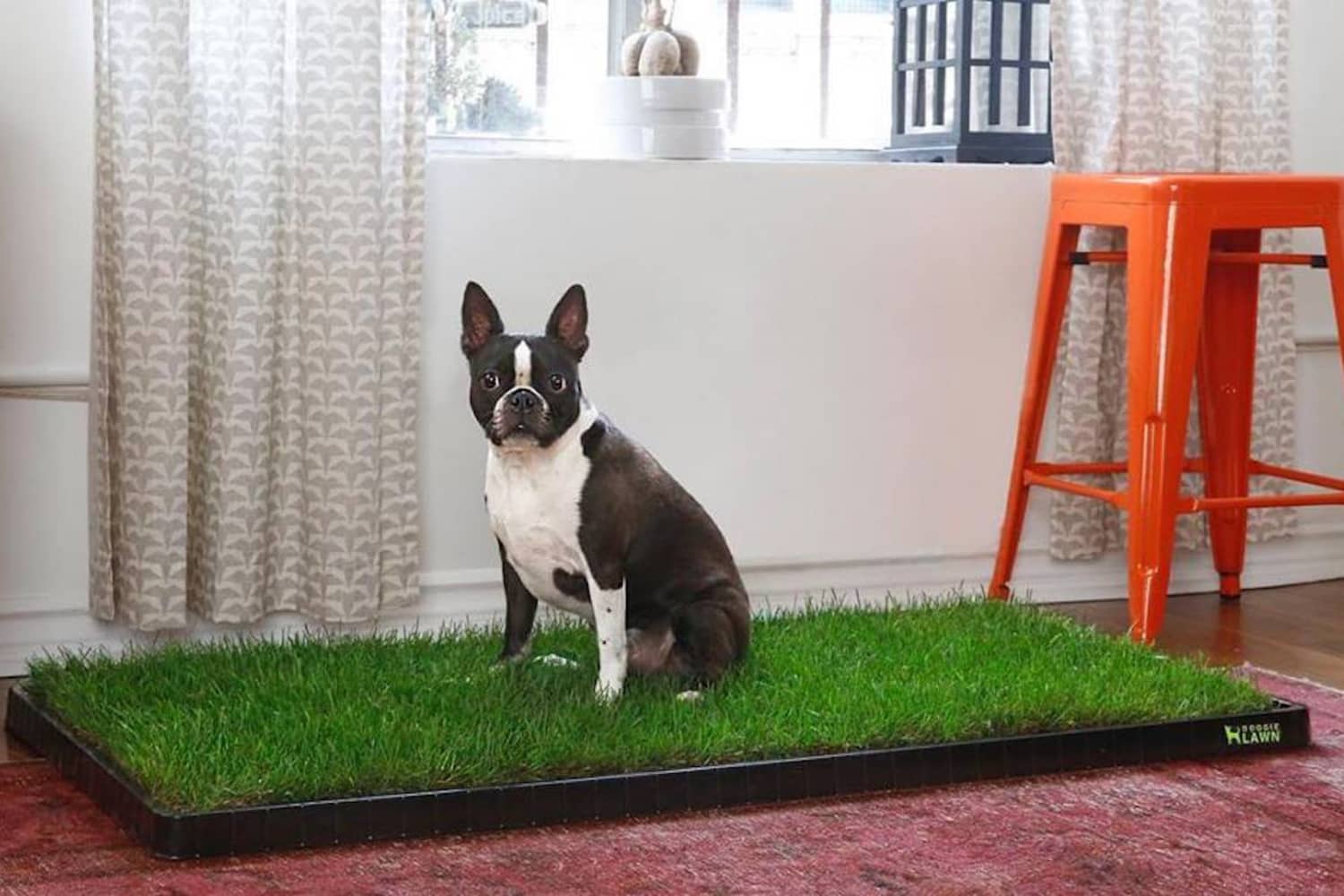 Grass for cheap apartment dogs