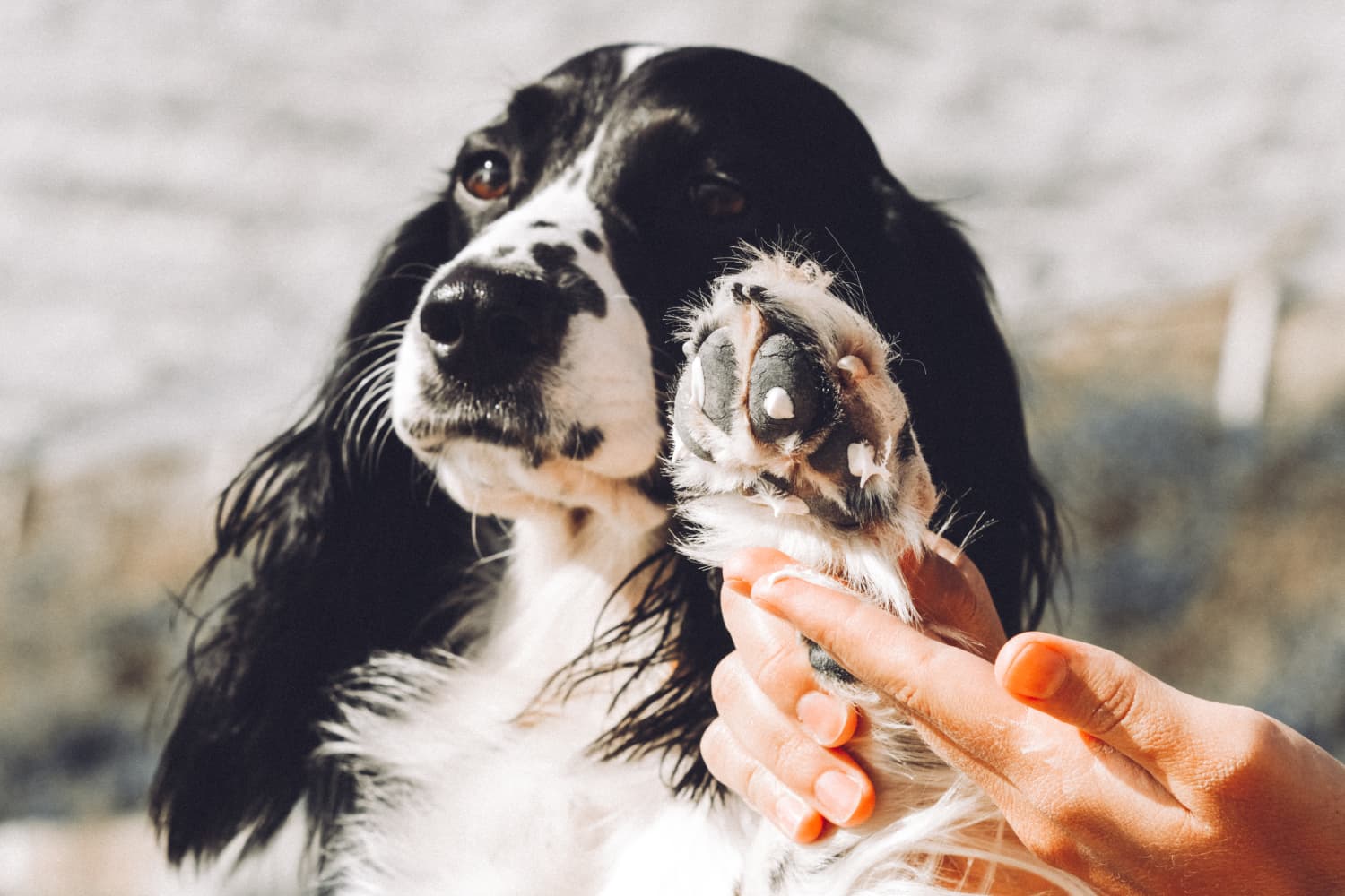 Why do dogs bite their paws and nails 5 basic reasons