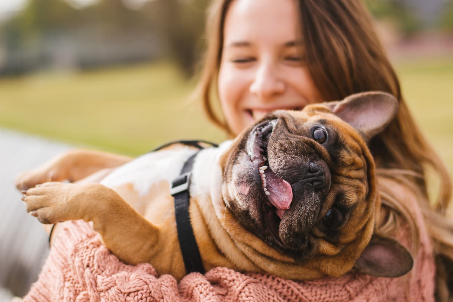 Dog Owners Are Happier Than Cat Owners, According to a New Study - Flipboard