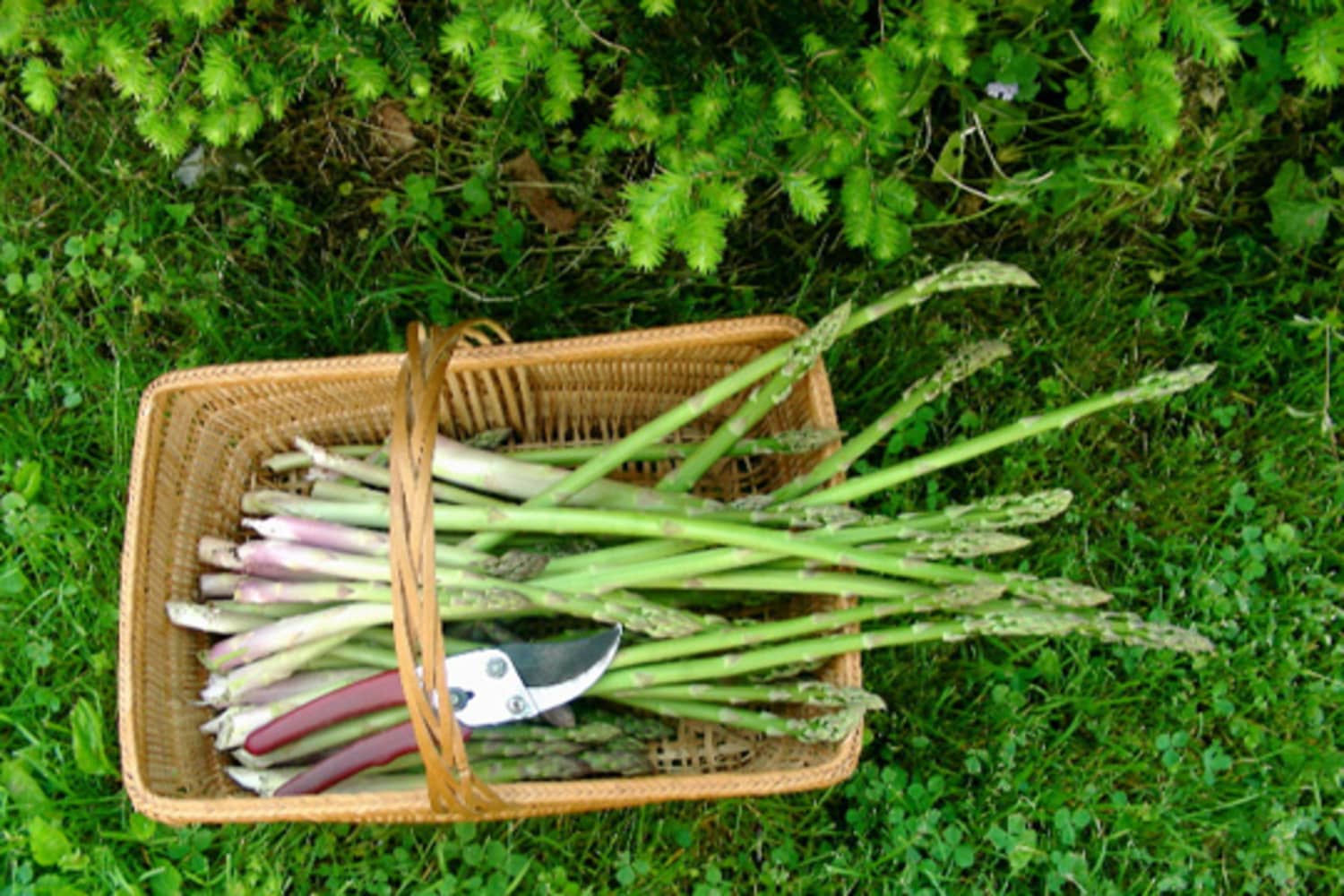 Аспарагус Аржентельский