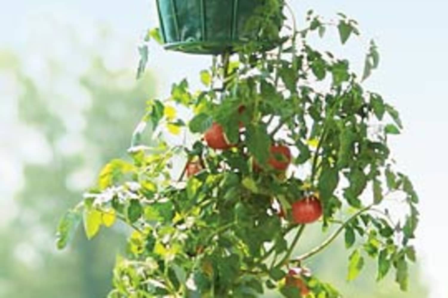 indoor hanging tomato plants