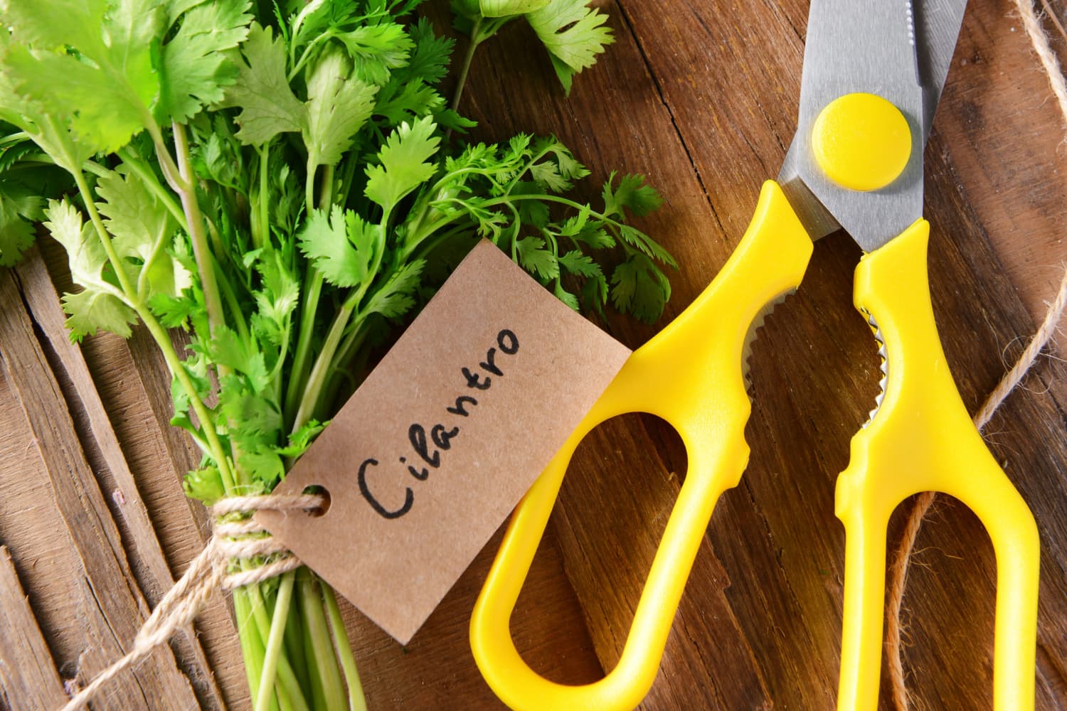Cilantro Why Is Its Taste So Polarizing? The Kitchn