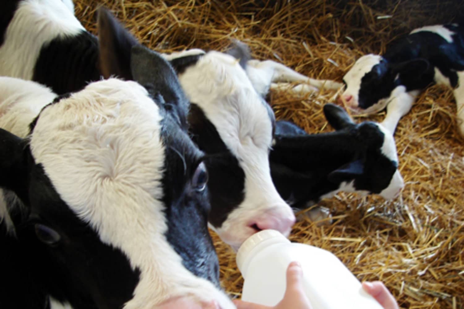 Where Does Milk Come From? A Tour of Shatto Dairy in Kansas City | Kitchn