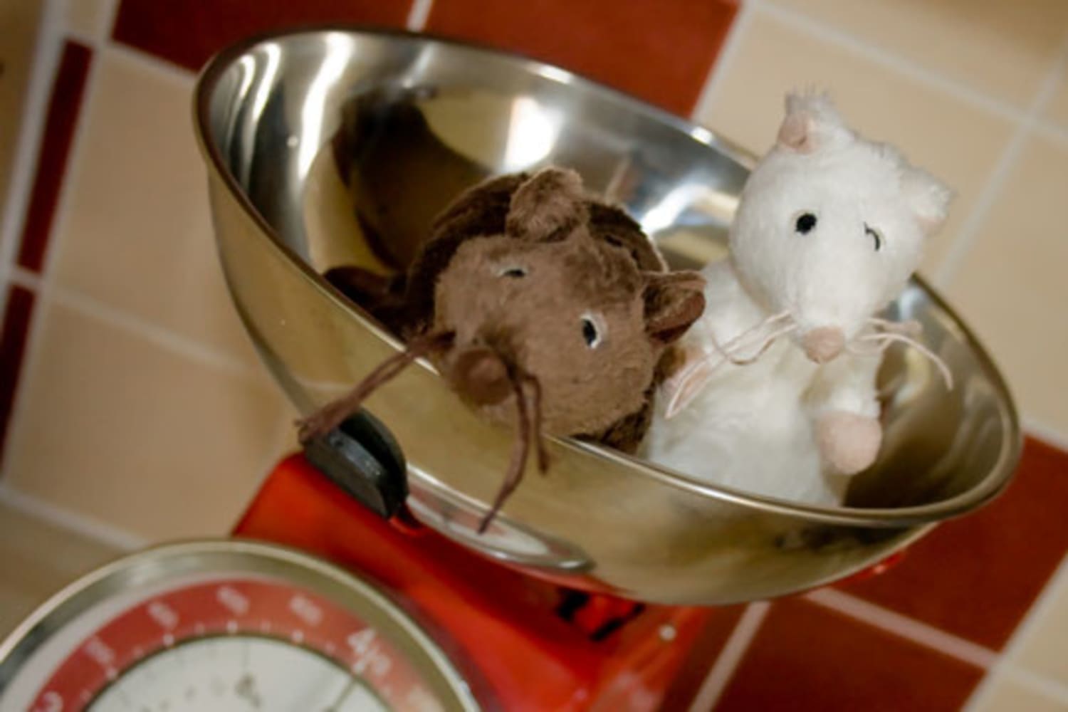 Mice In the Kitchen! How Have You Dealt With Mice? The Kitchn
