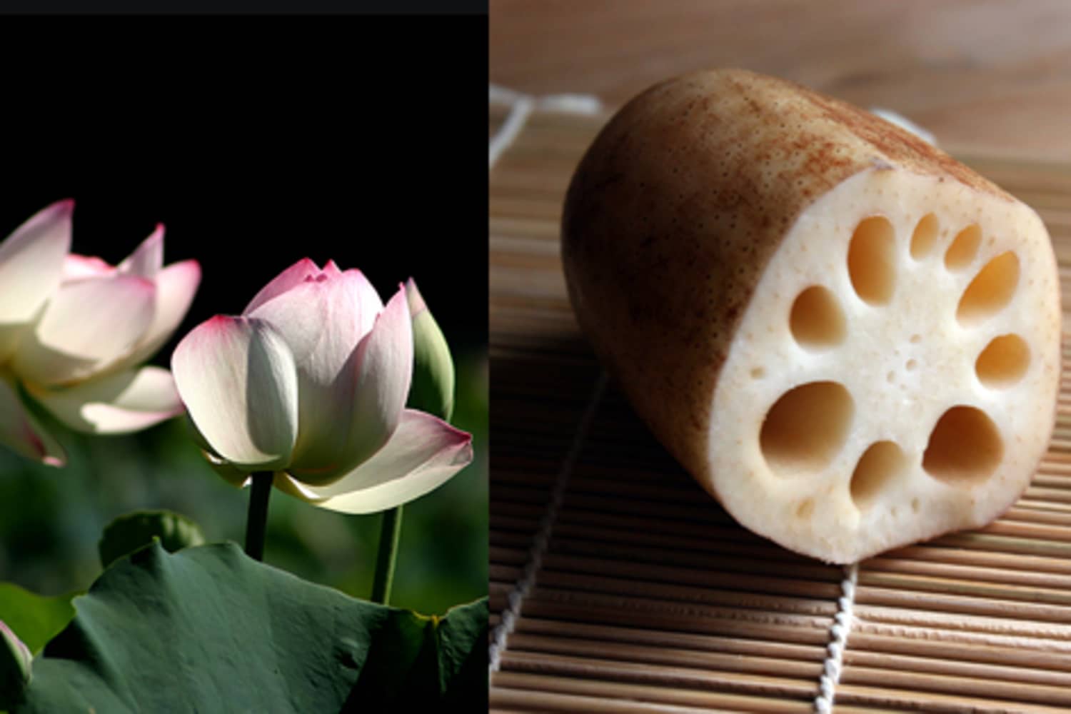 Lotus root flower hotsell