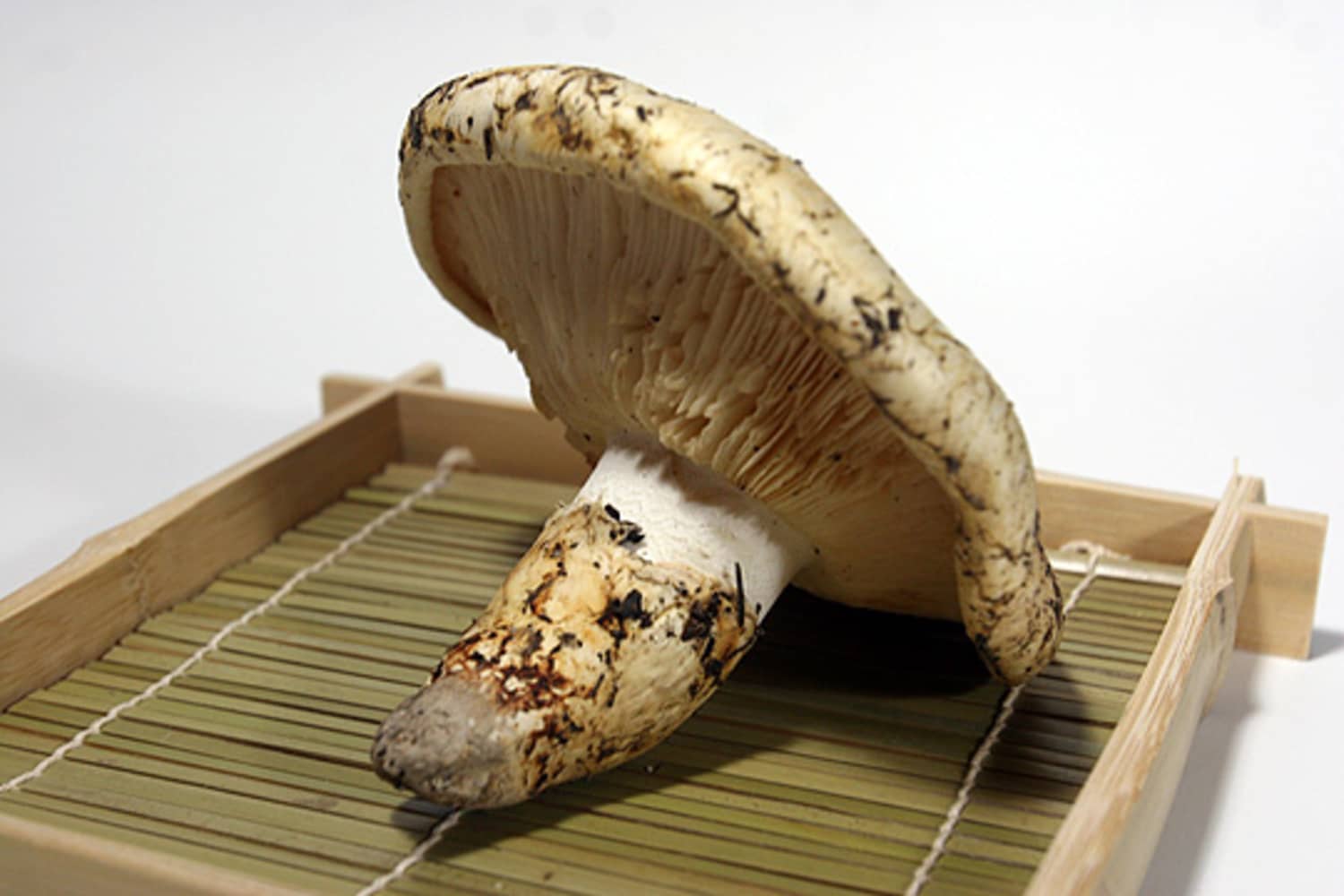 Seasonal Spotlight Matsutake Mushroom The Kitchn