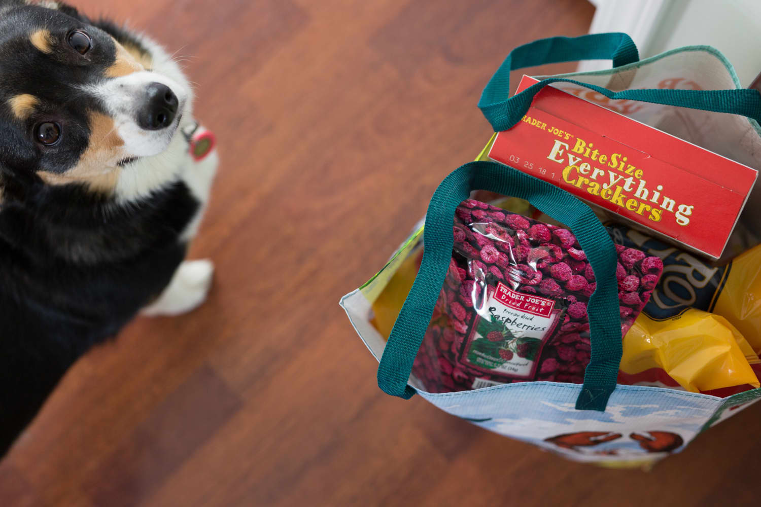 10 Frozen Treats For Your Pets To Eat The Kitchn