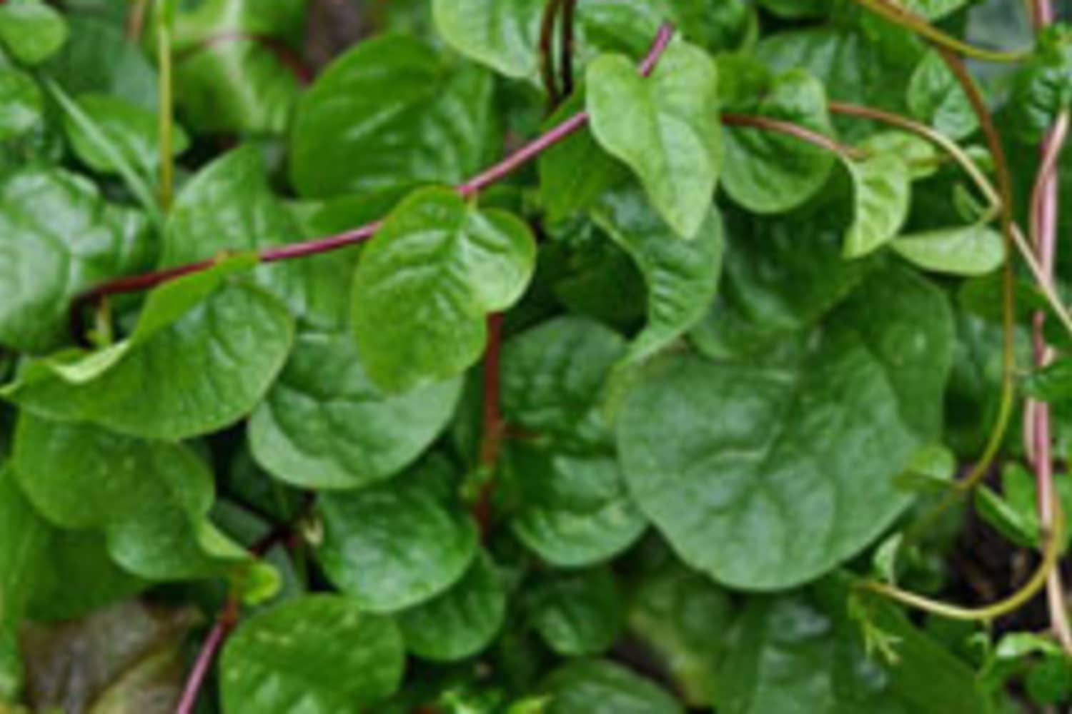 What Is This Slimy Yet Delicious “Spinach Vine”? The Kitchn