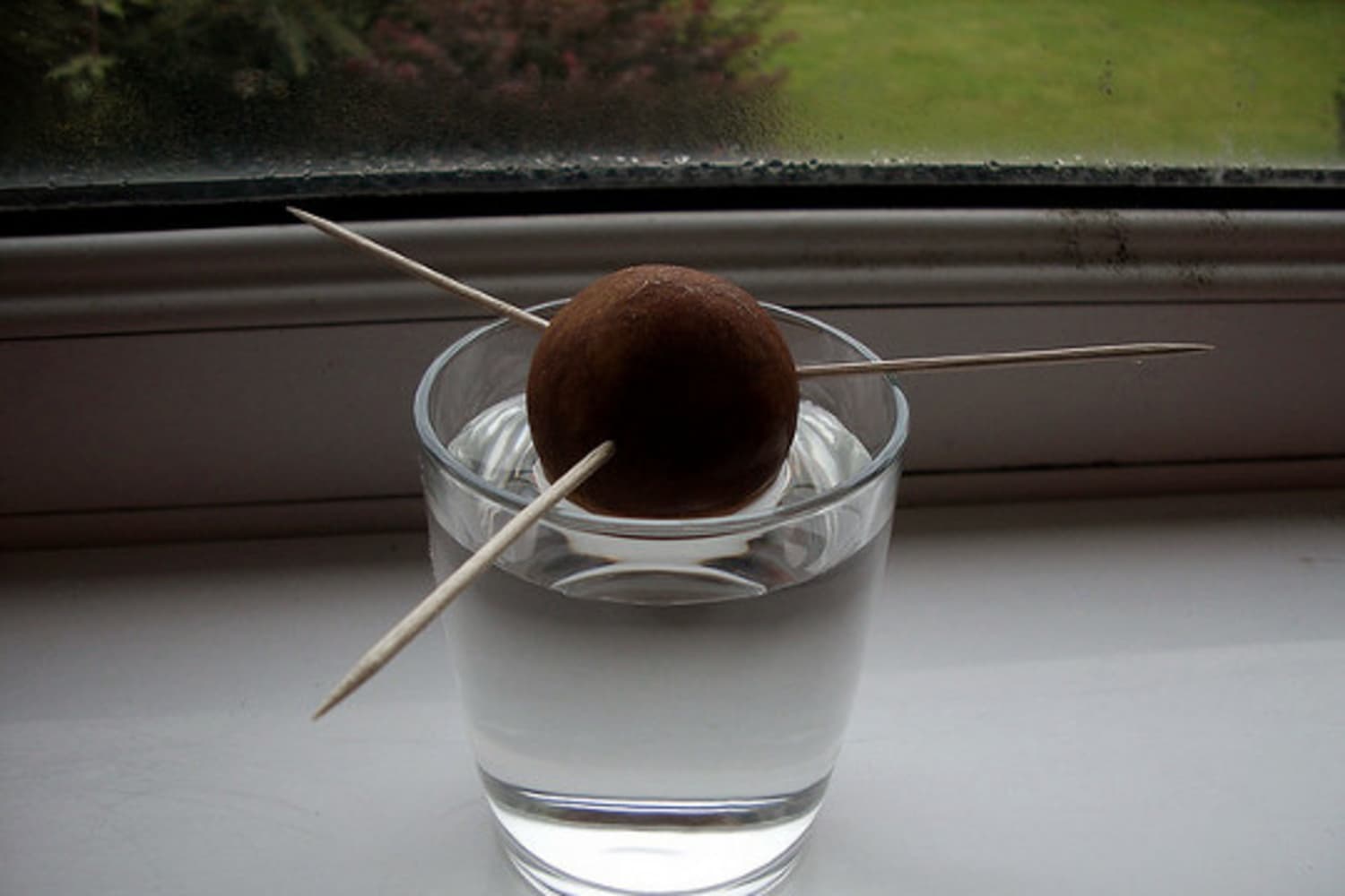 Beyond Sprouted Avocado Pits: What Are Your Grow-Your-Own Success
