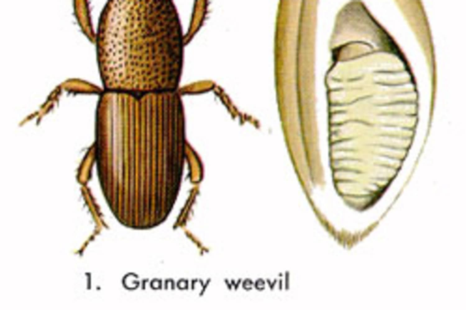 How Do Weevils Get In Flour See full list on Download Free ePub and PDF EBooks