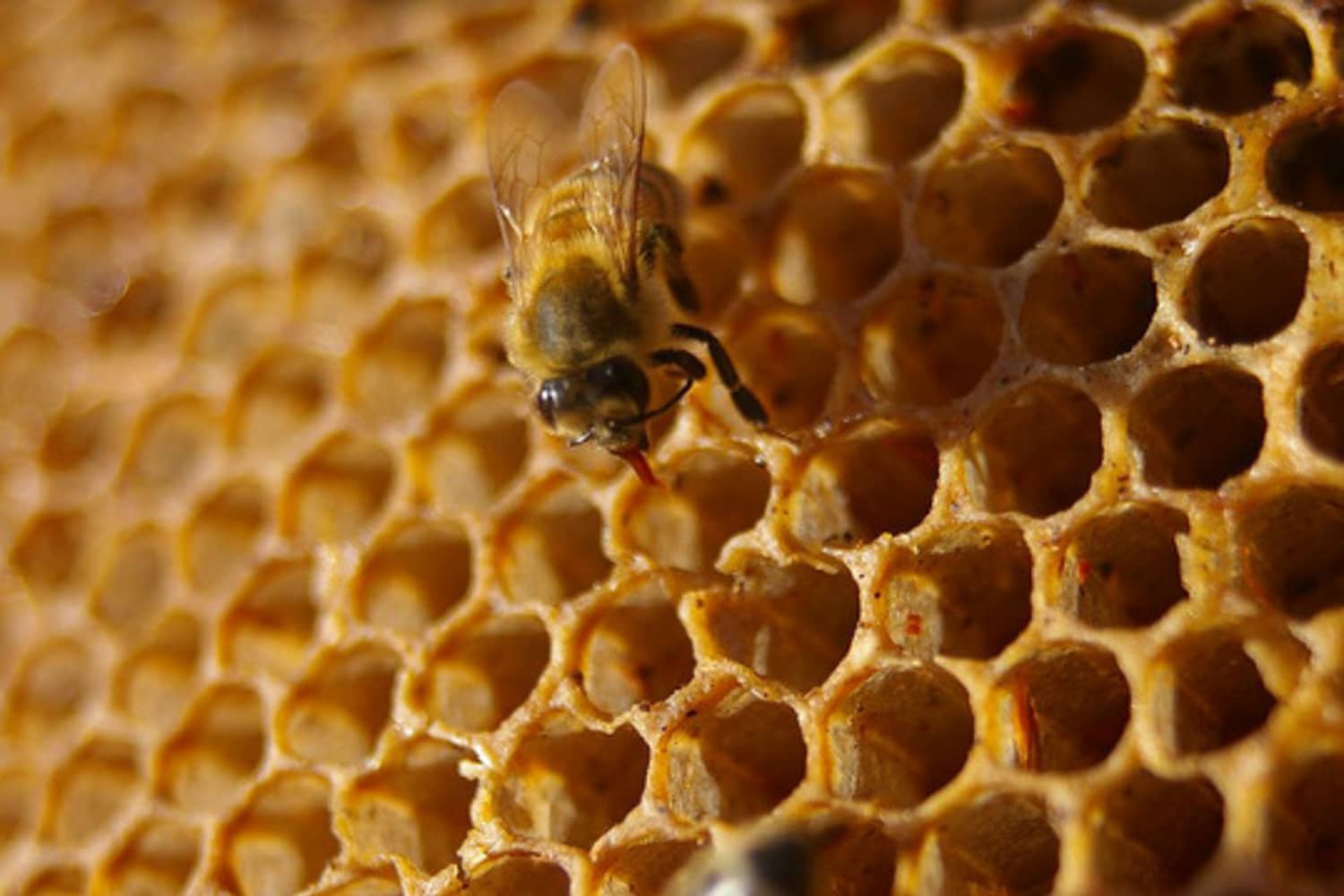 Honey Laundering: How To Avoid Buying Contaminated Honey | Kitchn