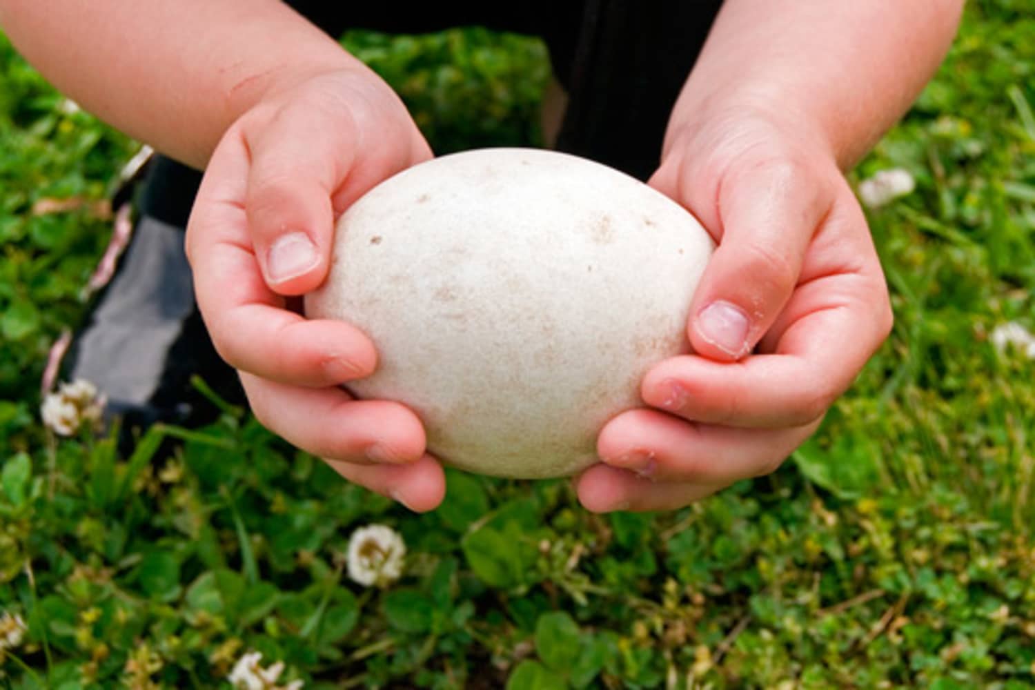 Goose egg www.ugel01ep.gob.pe