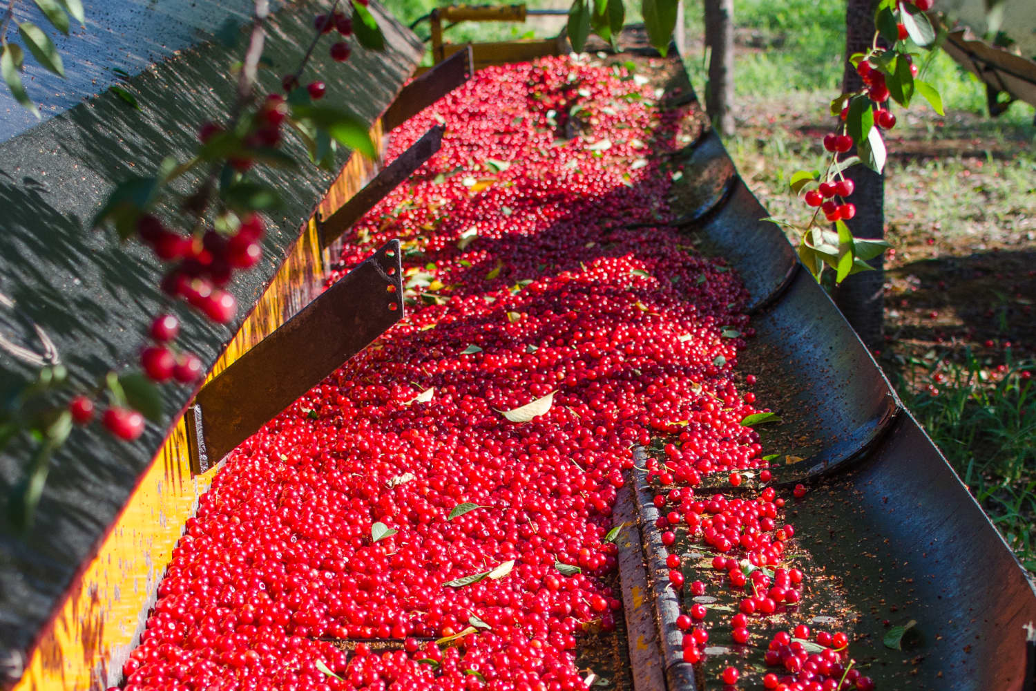 How Tart Cherries Are Grown in Michigan And Why You Should Look for