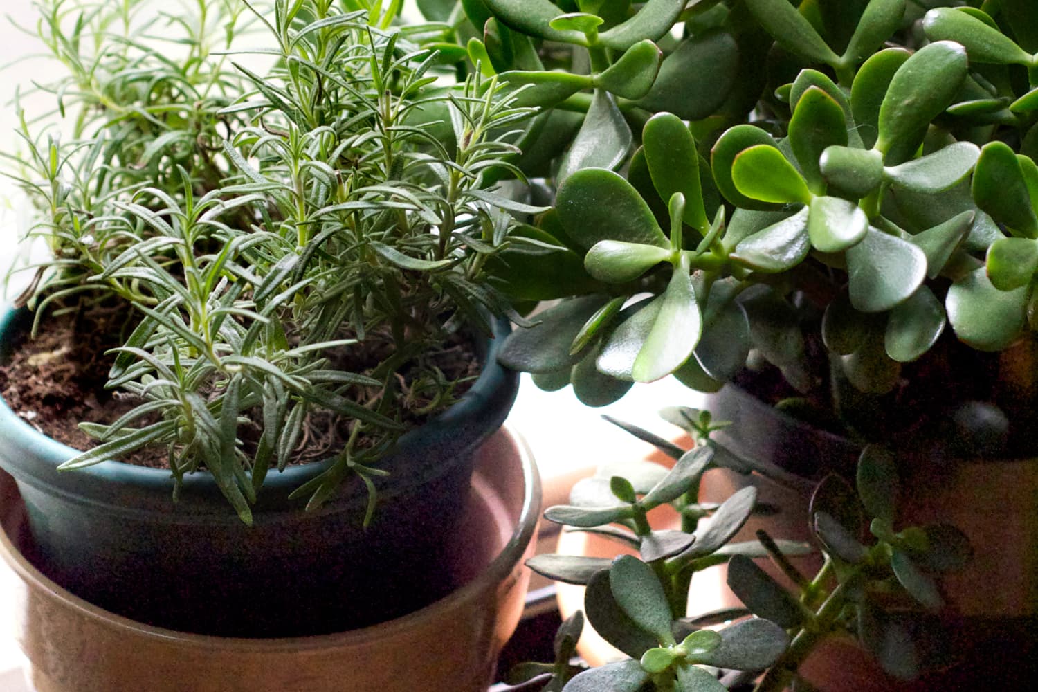 When You Can’t Keep Succulents Alive, Should You Really Be Keeping