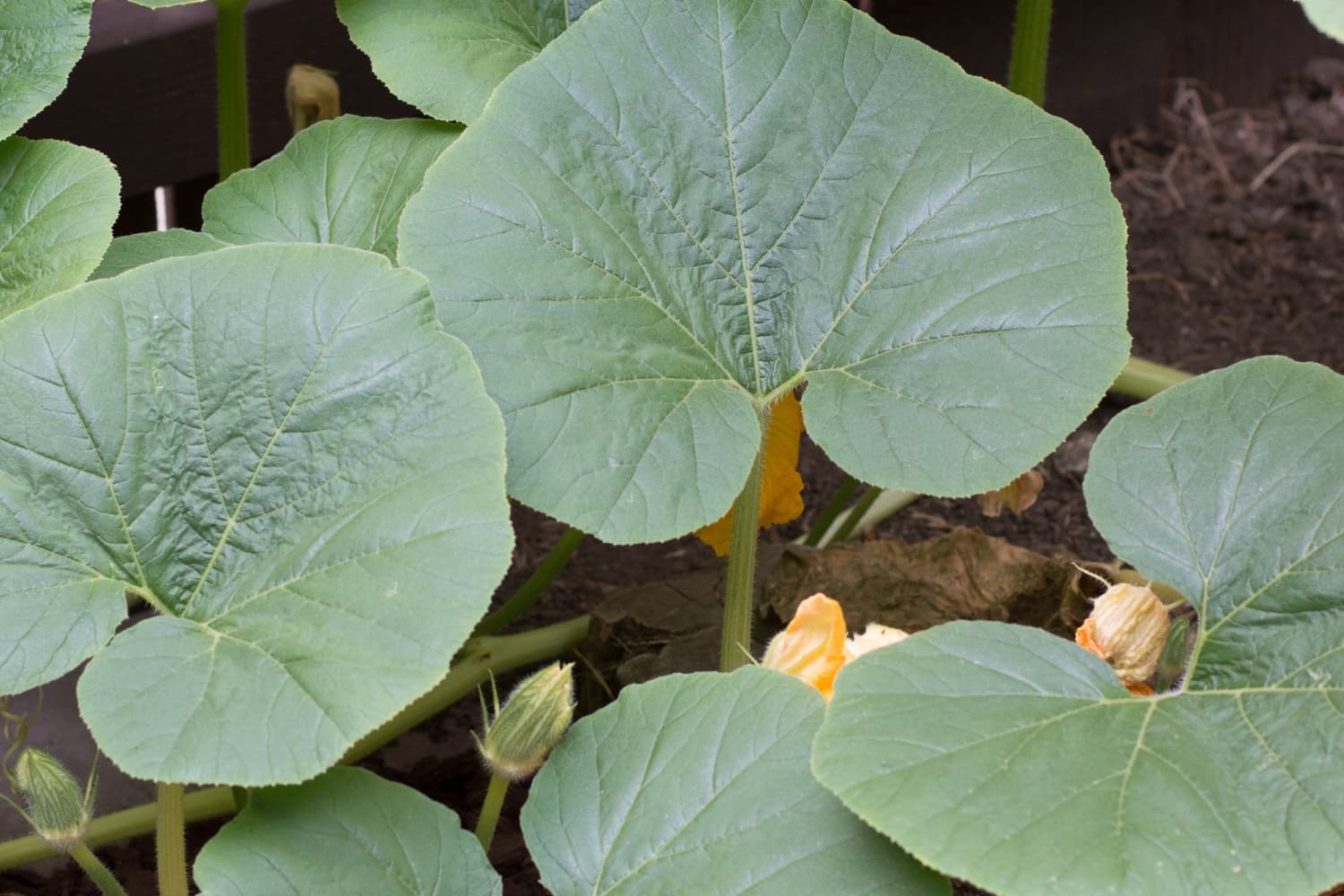 How to Cook Pumpkin Leaves The Kitchn
