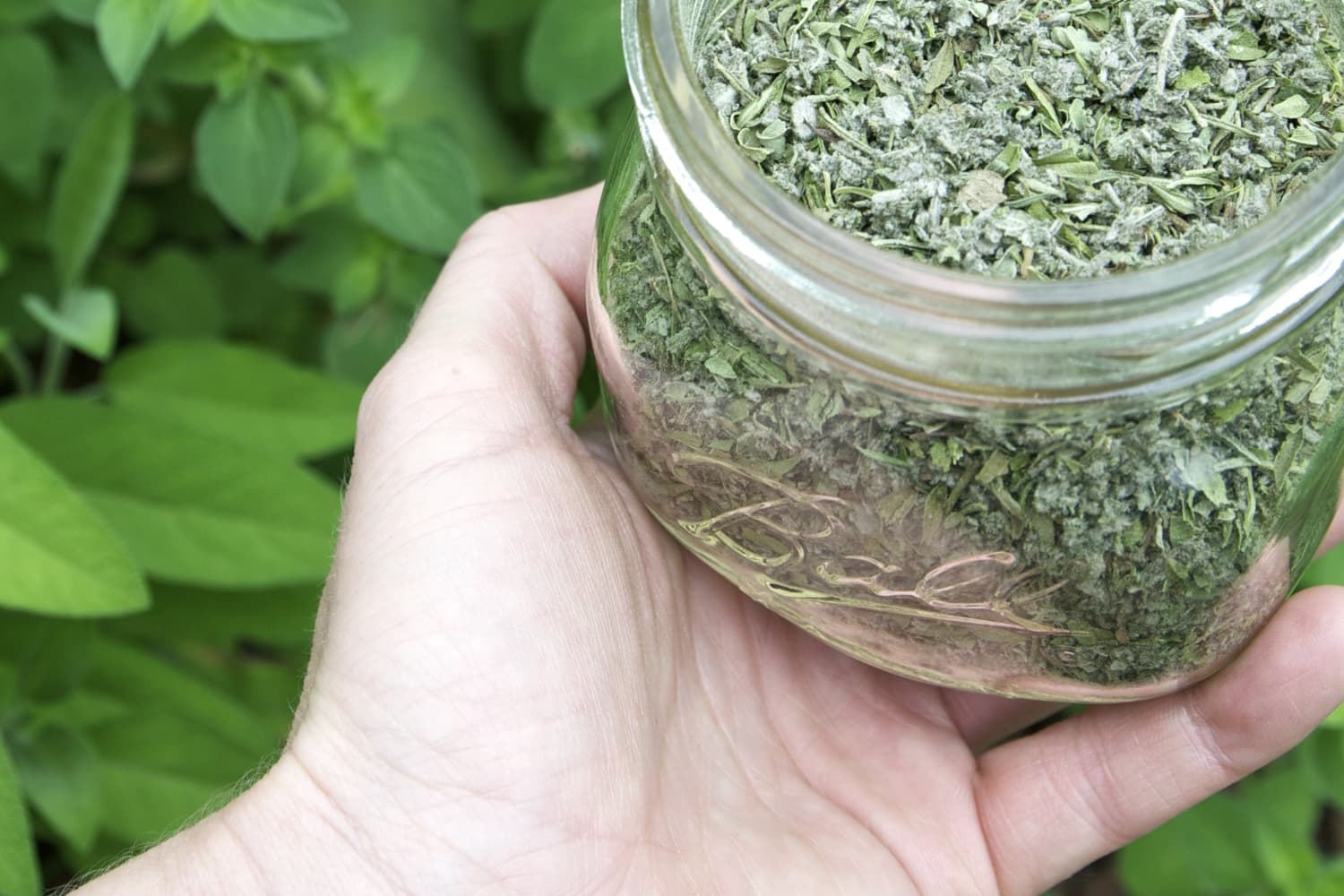 Why Dehydrating Is My Favorite Way to Preserve Oregano The Kitchn