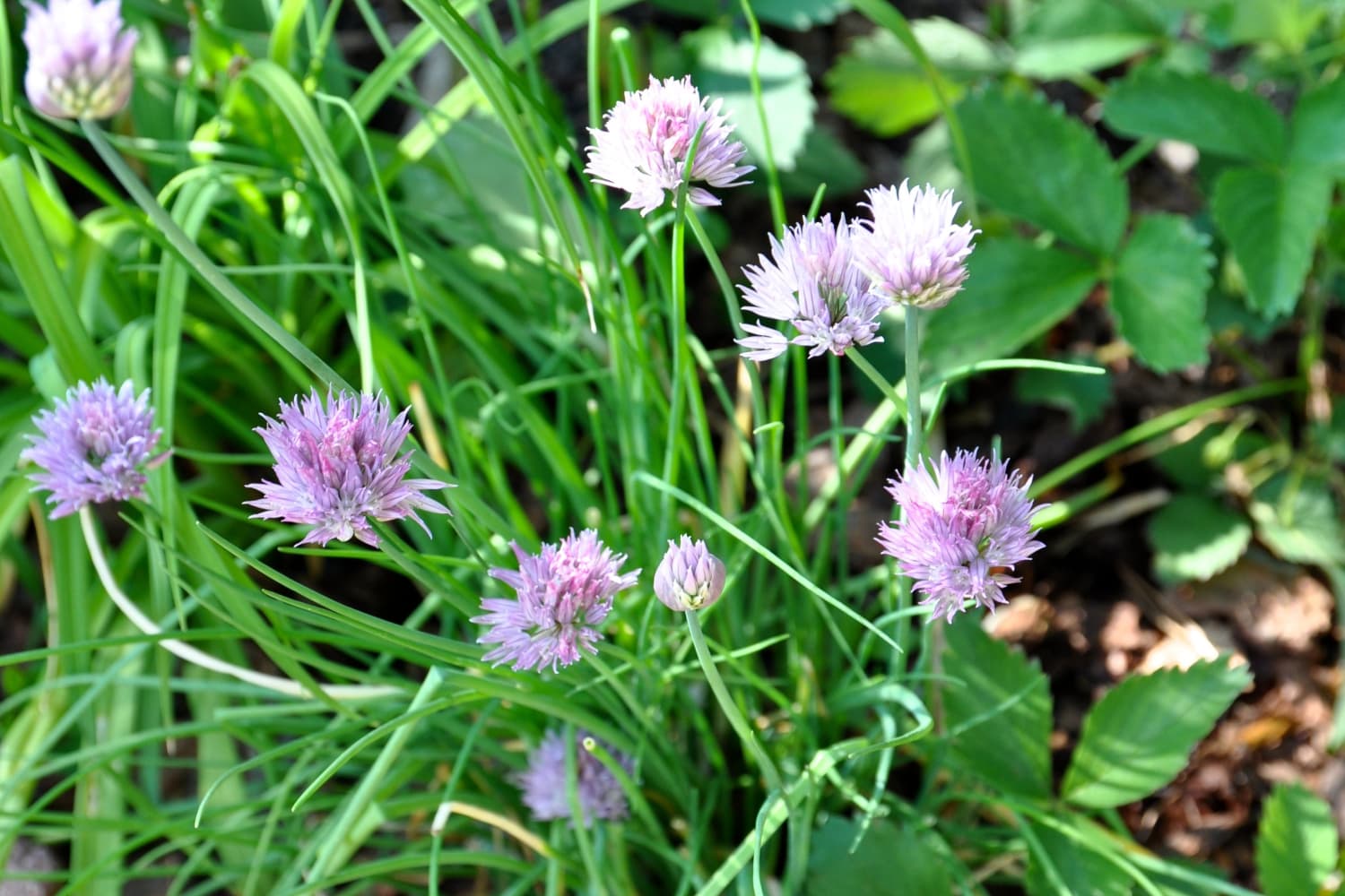 Everything You Need to Know About Growing Chives The Kitchn