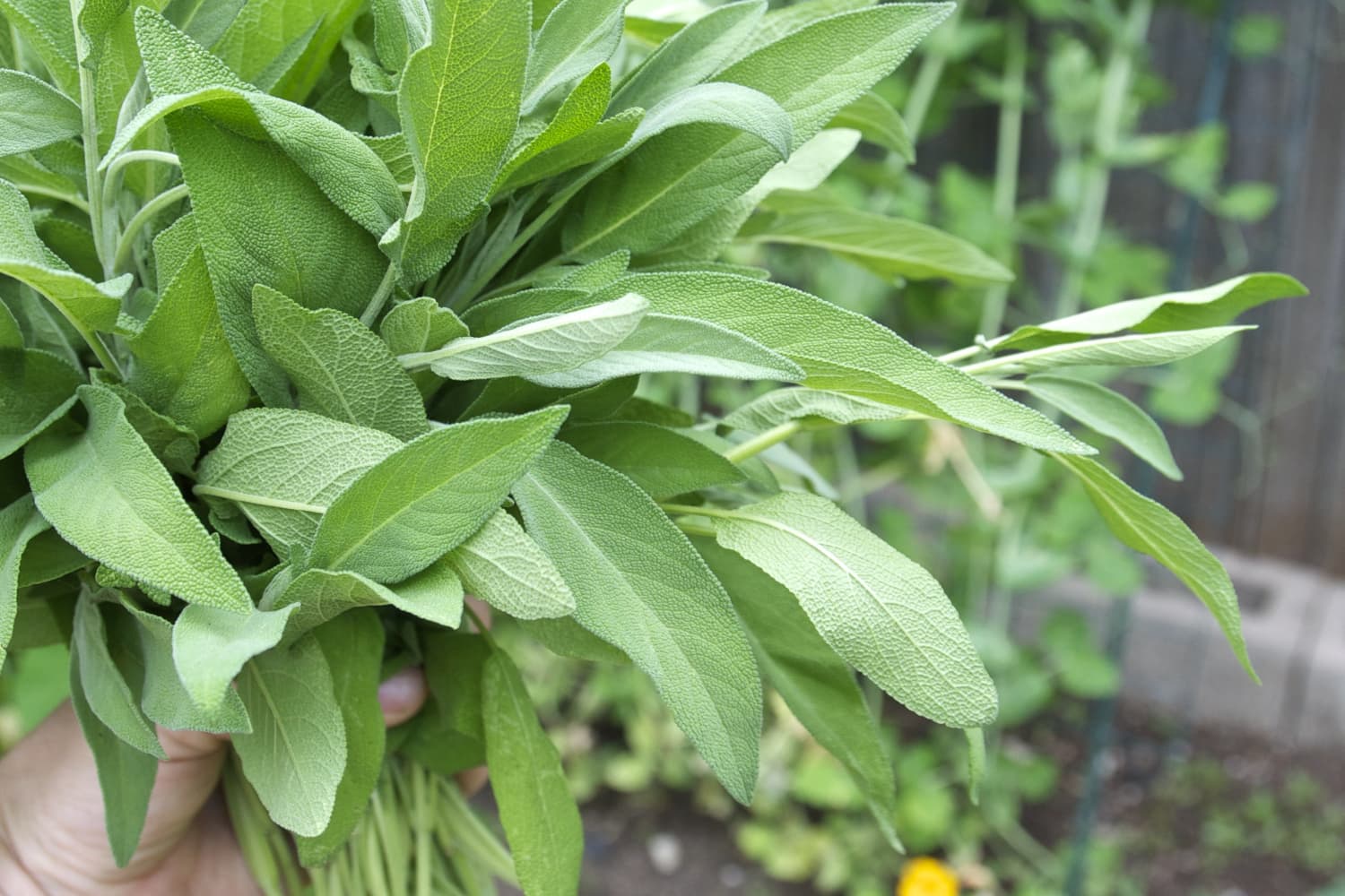 How To Harvest Garden Sage / How To Plant Grow And Harvest Sage The Kitchen Garten In our