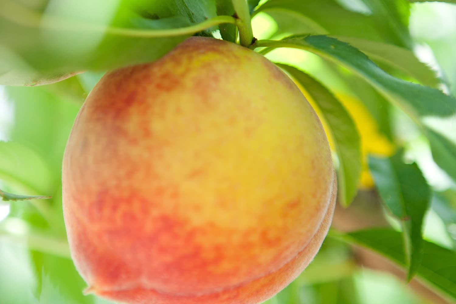 The Story of Lane Southern Orchards, Growing Peaches in for 107