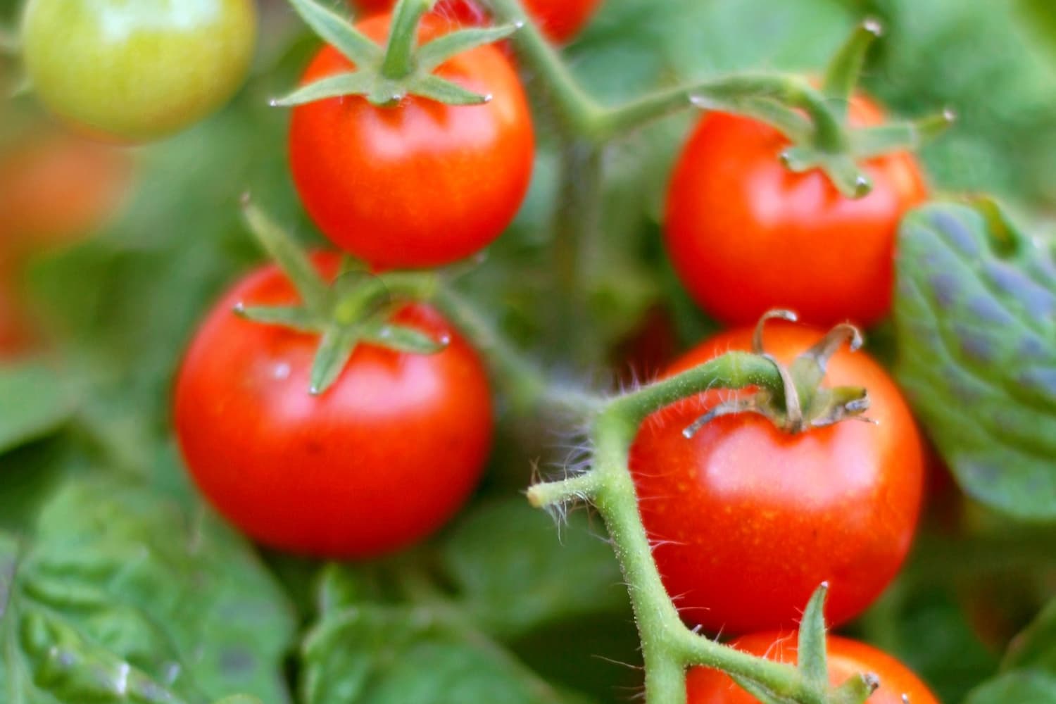 Are Tomato Leaves Actually Poisonous? The Kitchn