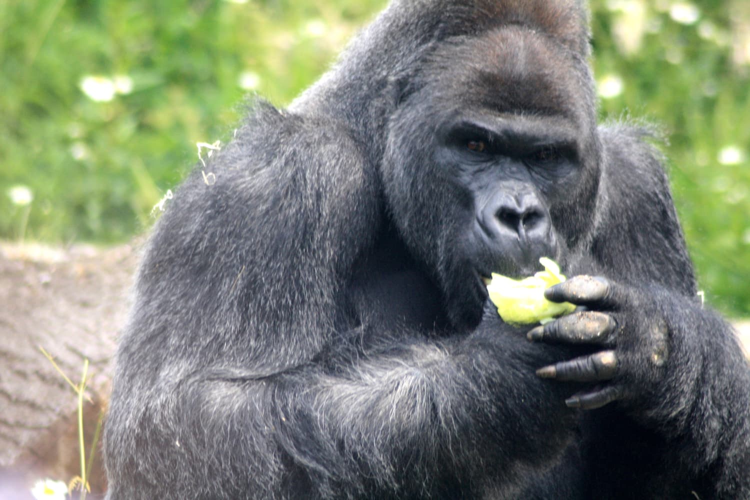 Gorilla food