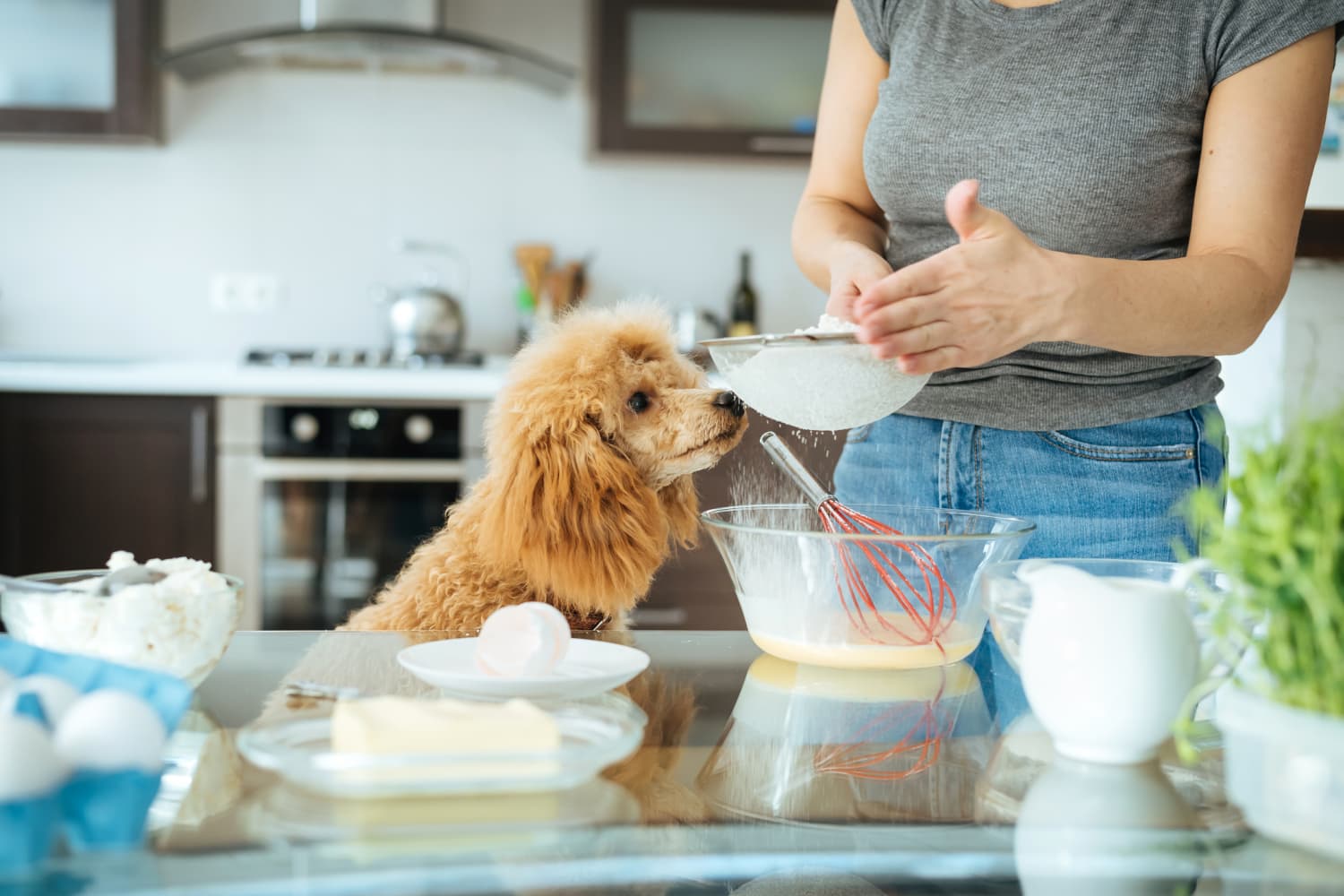 The Most Ridiculous Things Our Pets Do in the Kitchen | The Kitchn