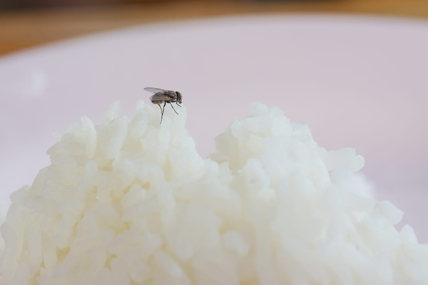 The Disgusting Truth About Flies on Your Food The Kitchn