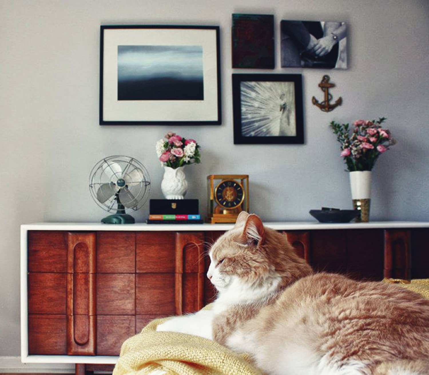 Why You Should Consider An Automated Pet Feeder Apartment Therapy