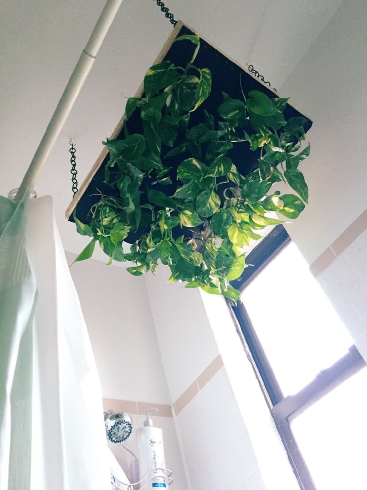 DIY Hanging Shower Planter Apartment Therapy