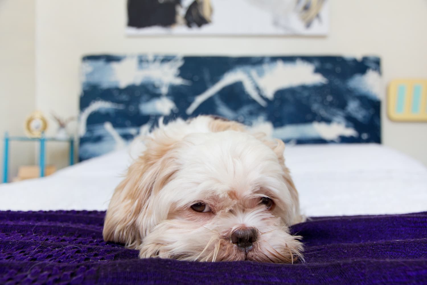 Adopting A Rescue Dog Tips Apartment Therapy