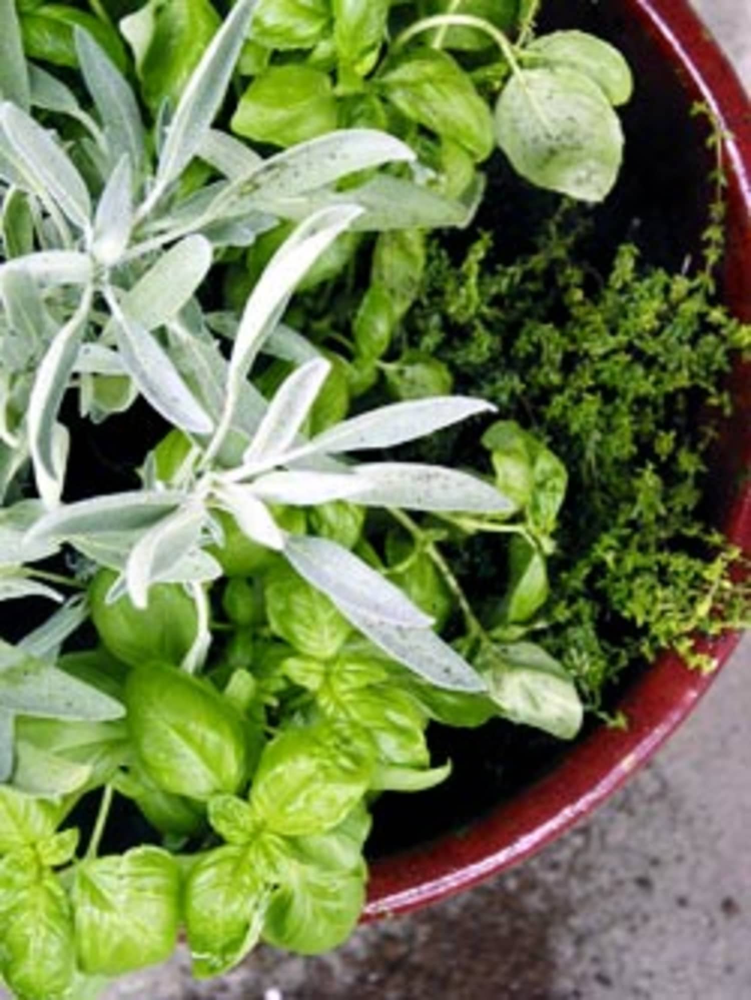 How To Make A One Pot Indoor Herb Garden Kitchn
