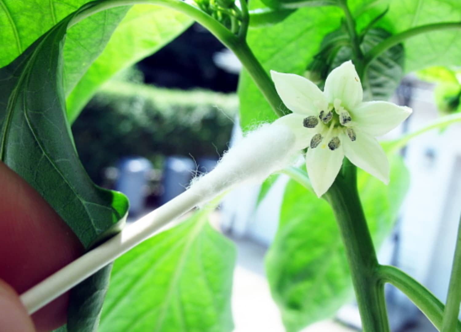 Gardening How To HandPollinate Fruits and Vegetables Kitchn