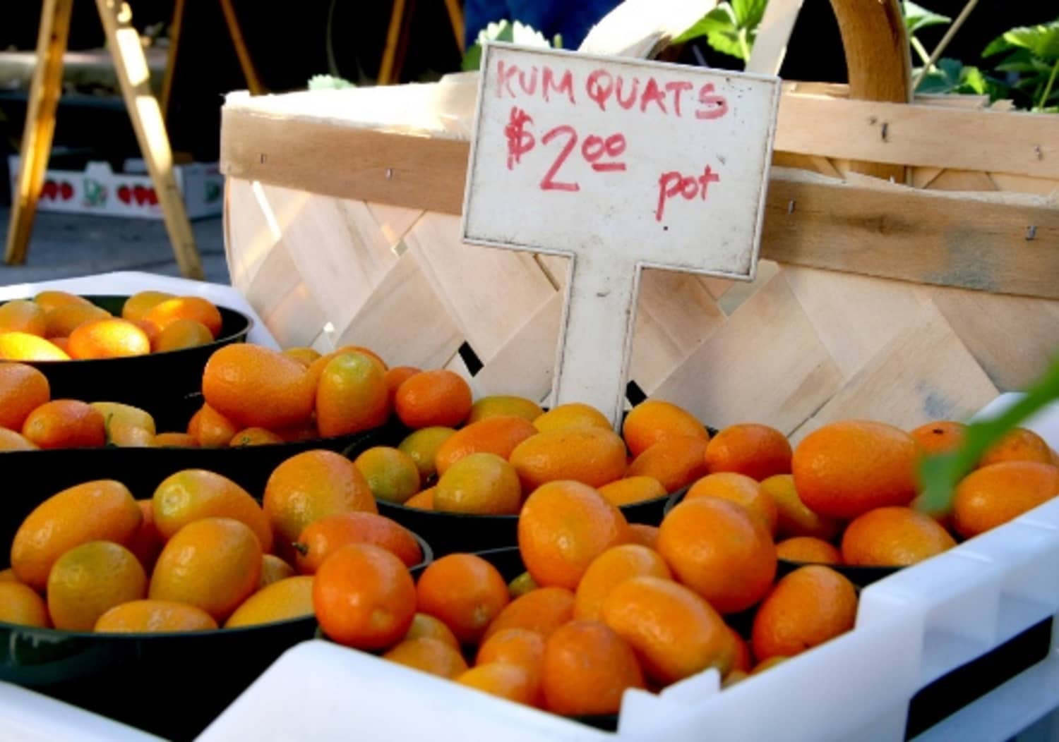 Seasonal Spotlight Kumquats Kitchn