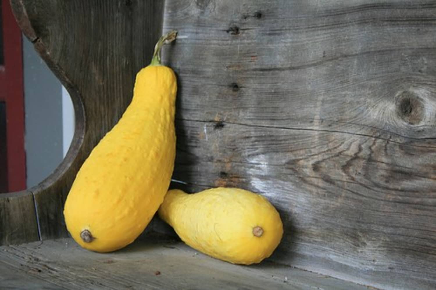 Ingredient Spotlight Summer Squash Kitchn