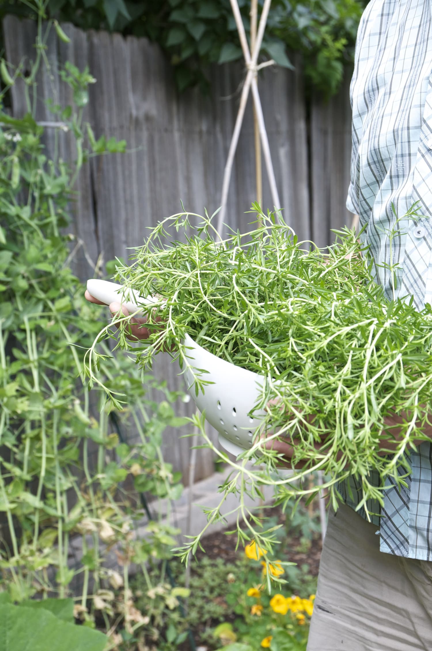 Everything You Need To Know About Growing Thyme Kitchn